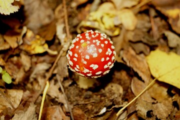 Muchomor czerwony Amanita muscaria