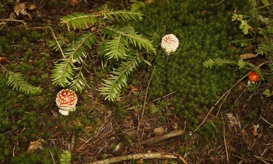 Muchomor czerwony Amanita muscaria