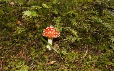 Muchomor czerwony Amanita muscaria