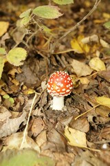 Muchomor czerwony Amanita muscaria