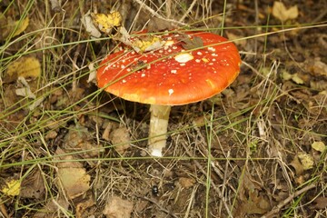 Muchomor czerwony - Amanita muscaria