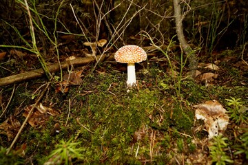 Muchomor czerwony Amanita muscaria