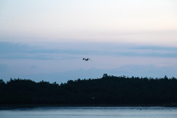 flying seagull on the sea after sunset