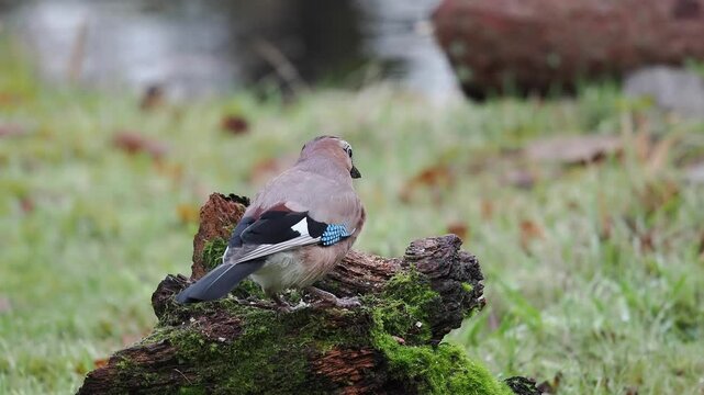 Eichelh&auml;her (Garrulus glandarius)  