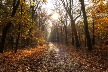 Naklejka premium Fallen leaves on the road that goes through the forest. During autumn on an early morning with light fog