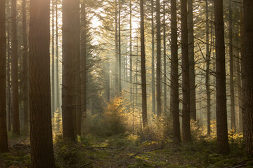 The light falls beautifully on the ground between the pine trees. An early morning in the autumn period
