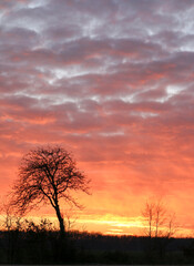 During the sunset this evening the sky turned bright colors, a tree and some bushes, beautiful clouds
