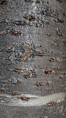 Textured Bark: Natural Patterns of Cherry Tree Surfaces