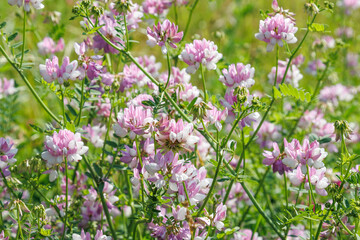Close-up of pink and white Securigera varia flowers growing in a green meadow. Natural floral background with wild plants.