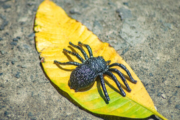 A realistic black spider toy is placed on a vibrant yellow leaf, creating a striking contrast...