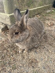 Cute rabbits in a zoo surrounded by grass, showing off their fluffy fur and nature.
