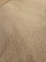 Close up of coffee beans drying in the sun           