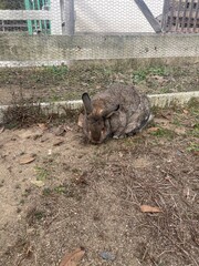 Cute rabbits in a zoo surrounded by grass, showing off their fluffy fur and nature.