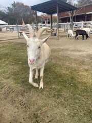 Animals in the zoo are in pens, fences, and grass.