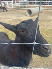 Animals in the zoo are in pens, fences, and grass.