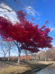 Colorful autumn trees in a park in Japan