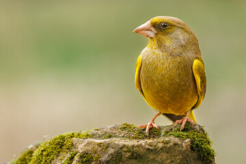Greenfinch sits on a mossy stone. His gaze goes to the left side of the picture.
