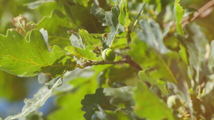 Acorn With Leaves Of An Oak Tree. Acorns Fruits On Oak Nut Tree. Growing Green Acorns On An Oak...