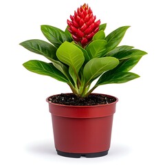 Obraz premium Red Ginger Plant in Pot: A vibrant red ginger plant blooms beautifully in a terracotta pot, showcasing its striking red flower and lush green foliage. This image is perfect for home decor, gardening.