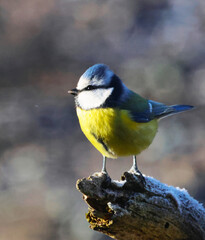 The Eurasian blue tit is a small passerine bird in the tit family, 