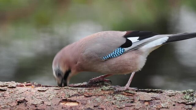 Eichelh&auml;her (Garrulus glandarius)