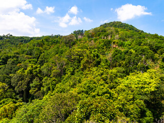 Obraz premium Aerial view Tropical Rainforest trees mountains,Top view green forest background