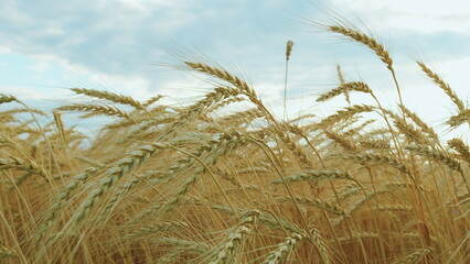 Growing Crop Concept. Ripe Golden Ripe Wheat In A Field On A Hot Summer Day. Harvesting Ripe Harvest Of Ripe Wheat. Beautiful Panorama Of Crops.