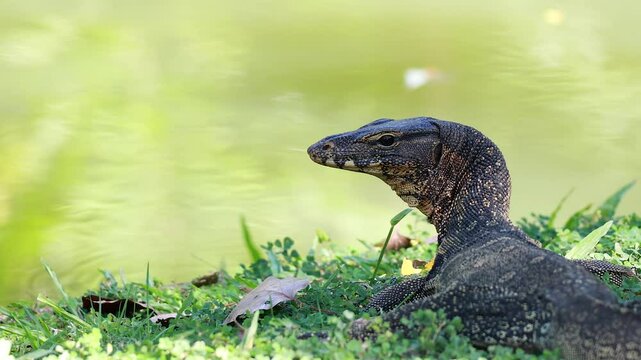 Monitor Lizard in Suan Luang Park