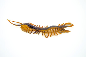 Isolated image of a centipede with a segmented body and numerous legs, showcasing its unique anatomy