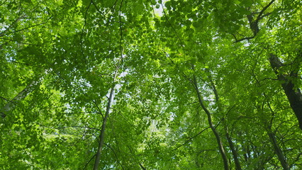 Obraz premium Majestic Tree In Woods With Fresh Green Foliage Of Summer Season. Trees With Shadows And Sunshine. Gimbal shot.