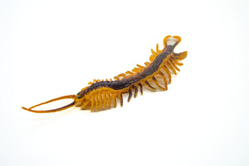Isolated image of a centipede with a segmented body and numerous legs, showcasing its unique anatomy
