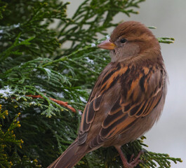 The house sparrow is a bird of the sparrow family Passeridae