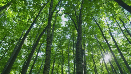 Obraz premium Majestic Tree In Woods With Fresh Green Foliage Of Summer Season. Trees With Shadows And Sunshine. Slow motion.