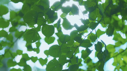 Wild Forest Illuminated By Shining Rays Of Sun. Beautiful Sunlight In Forest. Close up.