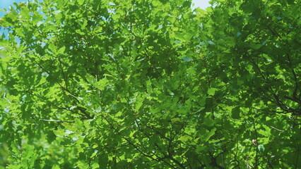 Fototapeta premium Fresh Young Green Oak Leaves In Bright Sun Light. Beautiful Oak Tree Foliage In Sunny Weather. Green Oak Leaves Of A Tree On A Soft Sunlight Background. Steadicam Shot.