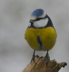 The Eurasian blue tit is a small passerine bird in the tit family