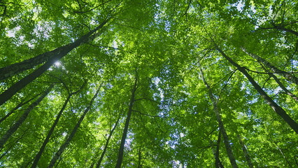 Fototapeta premium Travel Vacation Nature Concept. Green Forest In Rays Of Rising Sun. Beautiful Canopy. Beautiful Summer Morning In Forest. Steadicam Shot.