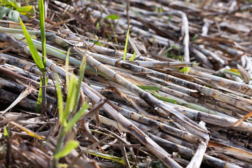Harvested Sugarcane Field with Dried Stalks and Leaves, Depicting Agricultural Practices, Rural...