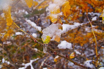 凍てつく南極ブナの葉