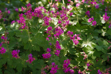 Geranium macrorrhizum, cranesbill bush with bright pink flowers and green foliage. Perennial garden rock plant from geraniums