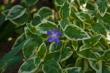 Vinca variegata major or greater bigleaf, large periwinkle blue flower with green foliage and white edging. Beautiful garden creeping plant