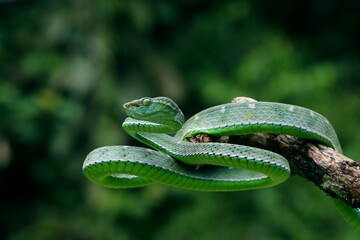 green snake in the grass