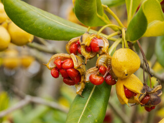 Obraz premium トベラの黄色い実・赤い種子06