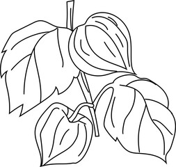 Black and white physalis plant illustration.