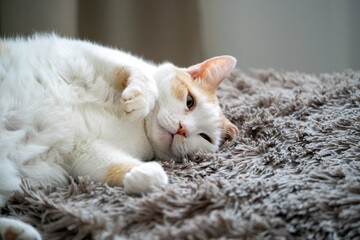 Cute white cat sleep on a fluffy blanket