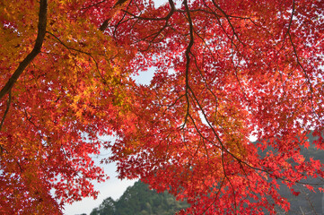 真っ赤に紅葉したモミジ