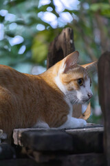 Golden Tabby Cat in Garden: A ginger cat with piercing amber eyes, basking in the warm sunlight, looks out towards the lush green foliage of a garden.