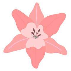 pink flower lily
