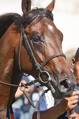 Obraz premium Race horse head detail. Purebred in the hippodrome. Turf