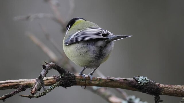 Kohlmeise (Parus major)